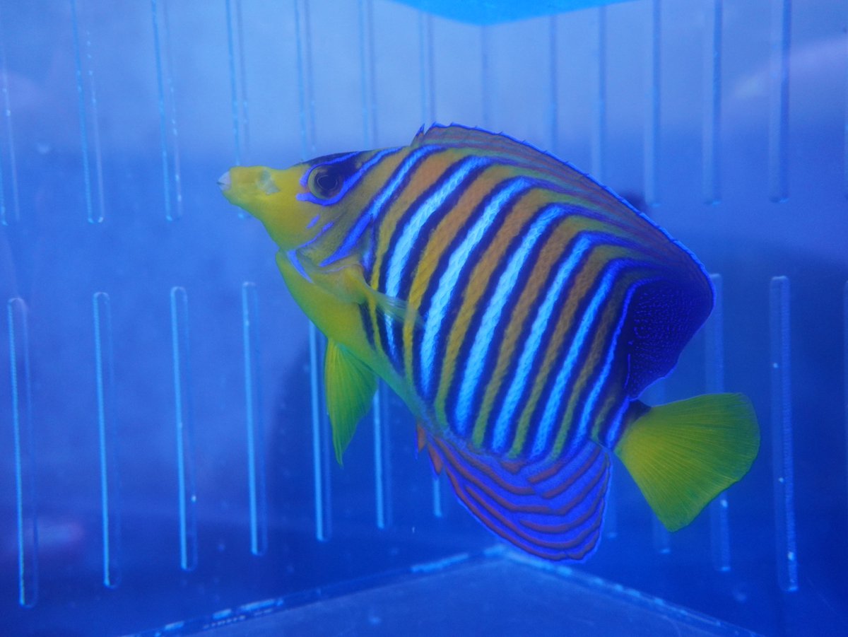 AF_BlueHarbor's tweet image. なんて不細工なの！？
blueharbor.co.jp/shop/products/…