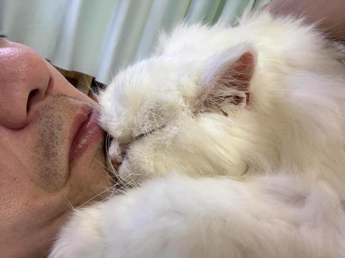 気持ち悪い程、仲良しな2人🤣 #猫カフェ #大阪 #高槻 #高槻市 #隠れ家 #エキゾチックショートヘア #梵天  #ノルウェージャンフォレストキャット #クルル, image size:1200x900