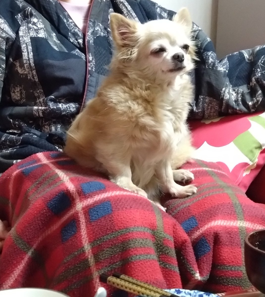 うちのグランマの家に行ったら、チワワの天下になってた。