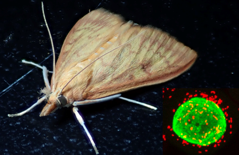 東京大学 農学部 tweet media