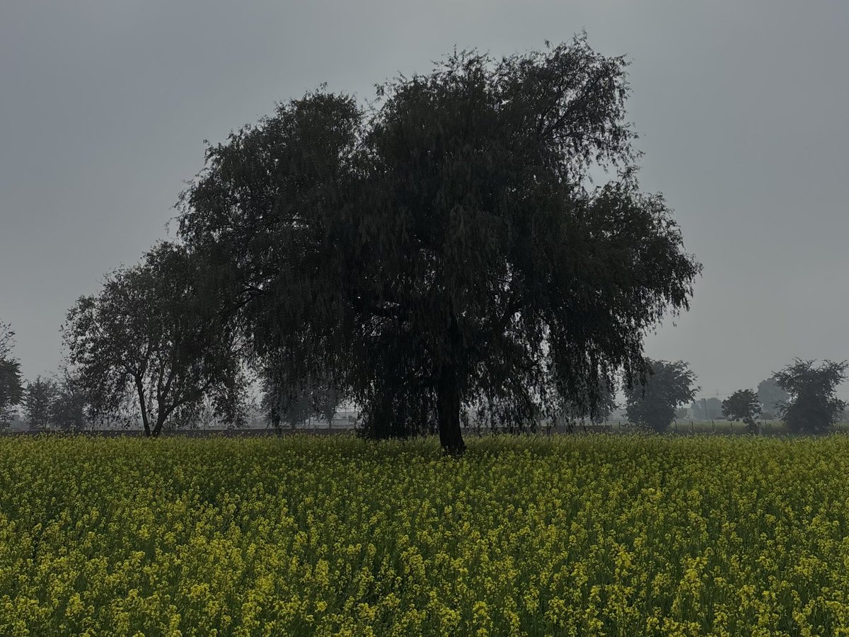 zeeaurav's tweet image. tree in a yellow field