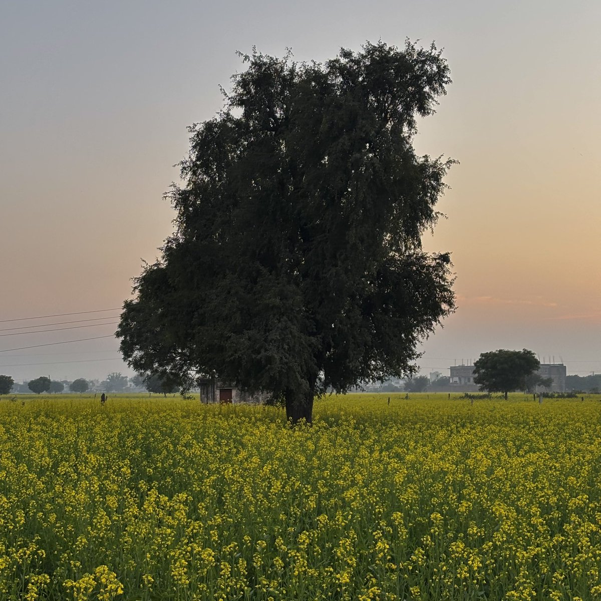 zeeaurav's tweet image. tree in a yellow field