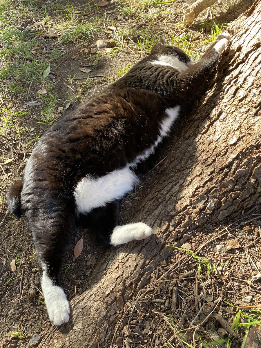 にゃん太郎 (@nyannyan__taro) / Posts / X