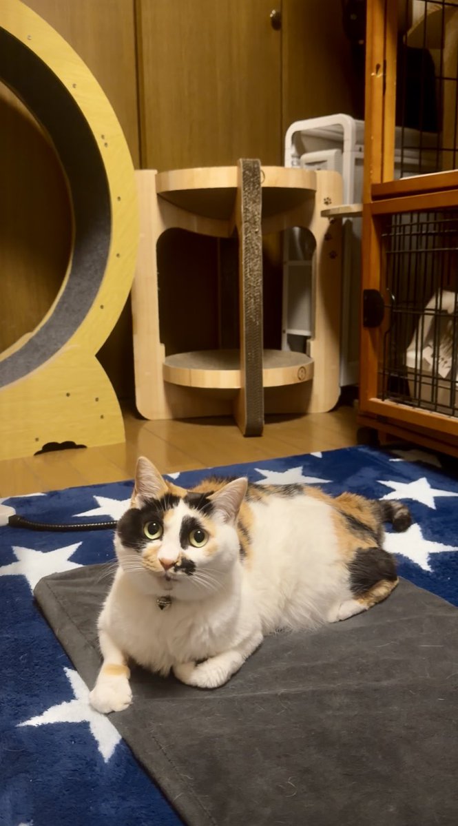 黒猫Yoちゃん（3にゃん） (@Yochan2983) / Posts / X