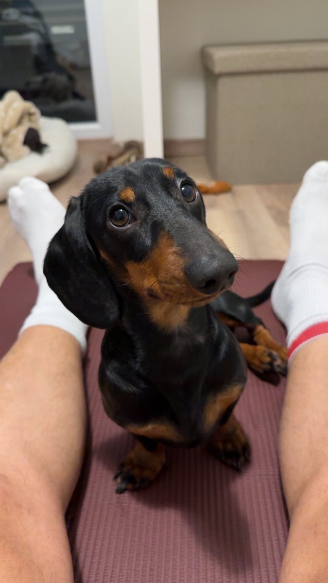 Gm from my little sausage dog 🌭