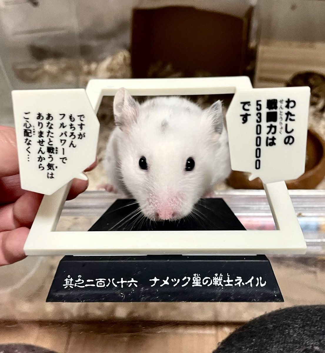 すずはる🐹🐰デザフェスB-318 tweet media
