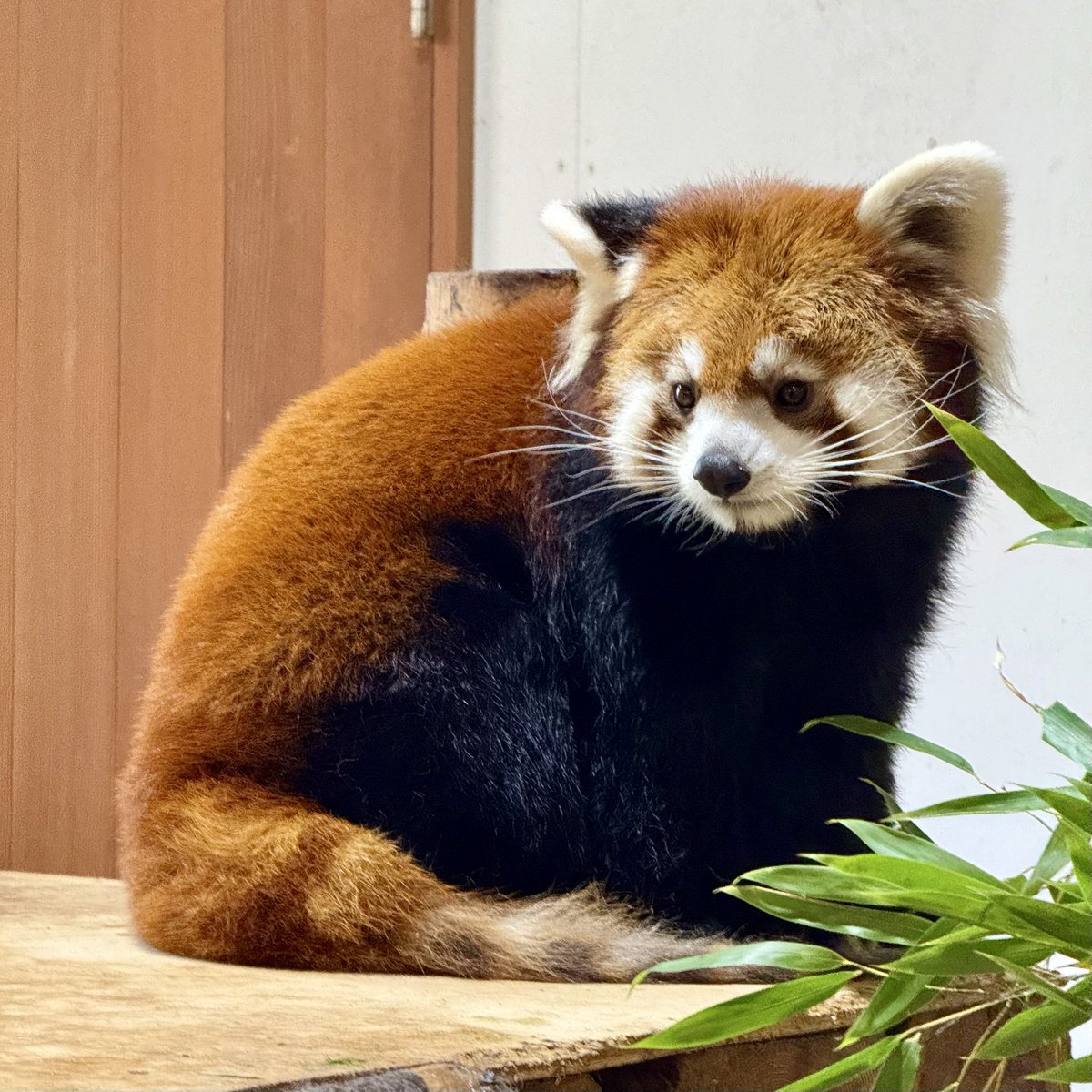 puchinoa_rp's tweet image. 自分の語彙力のなさがうらめしいけど、みんな元気で幸せに暮らして欲しいな🙏

#茶臼山動物園 #ミロ #ミルク #キントキ