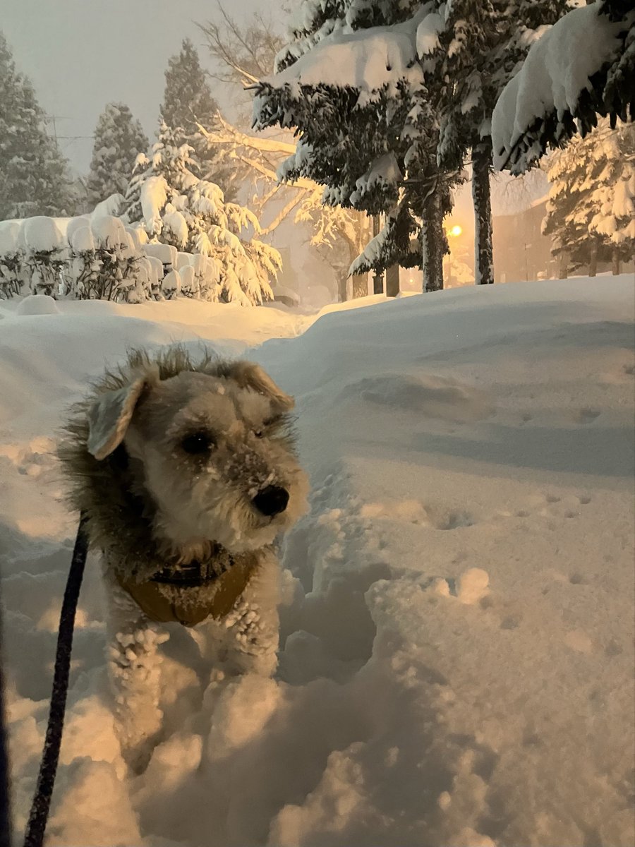 skuro0329's tweet photo. 今日の大雪でも散歩に行きたセナ
一本道も雪が積もってほぼない状態😅
もう帰るわん🐶🐾 https://t.co/Ooq82PYdH2