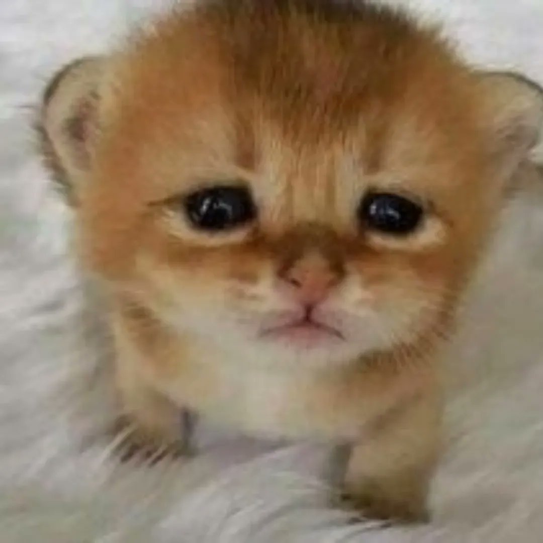 kitten_zukan's tweet photo. https://t.co/ViZNVHzzgU
