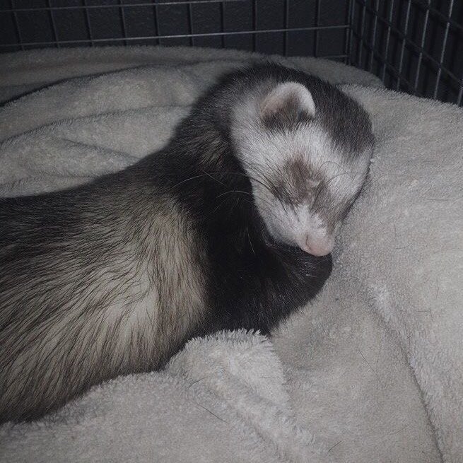 revehwangs's tweet image. truly insane how there will always be a ferret picture to match whatever hyunjin is doing 😭