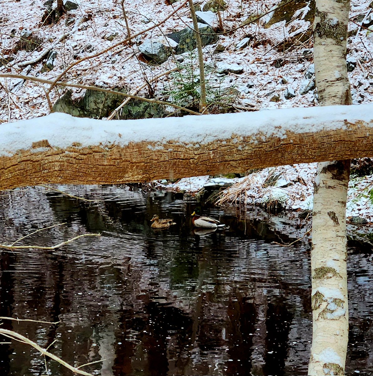 PhilipMelanson2's tweet image. Happy Thursday. Have your best day all.💚💚