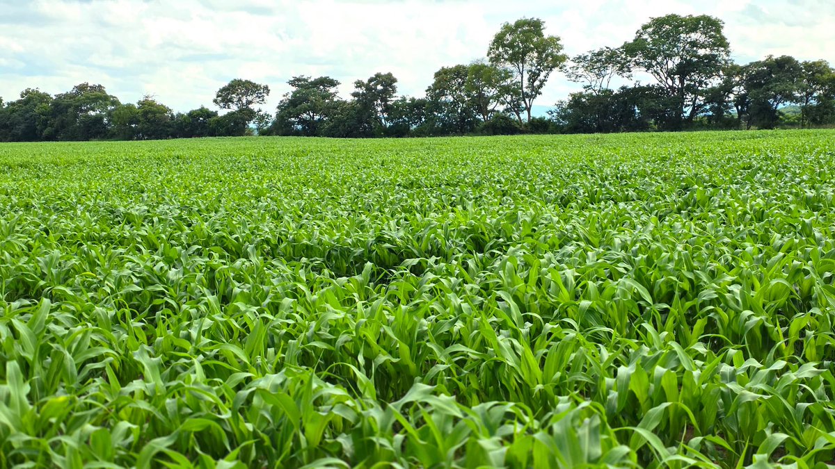 MoLAFWRD_Zim's tweet photo. *SUCCESS is a deliberate choice!*🚜🇿🇼 *Captured today*:Stunning progress at Farmer Job Dalu’s End Base Farm in Zvimba District. This massive *200ha Joint Venture* proves why Mash. West is rightfully coined the breadbasket of Zimbabwe. #FoodSecurity #StrategicLeadership #V2030! https://t.co/sVP2R8ECdS