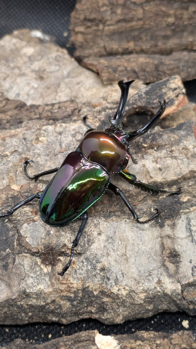 whatwewant kuwagata pastimefactory 新品 WWW_SOLIDWOODSHELF – WHAT WE WANT