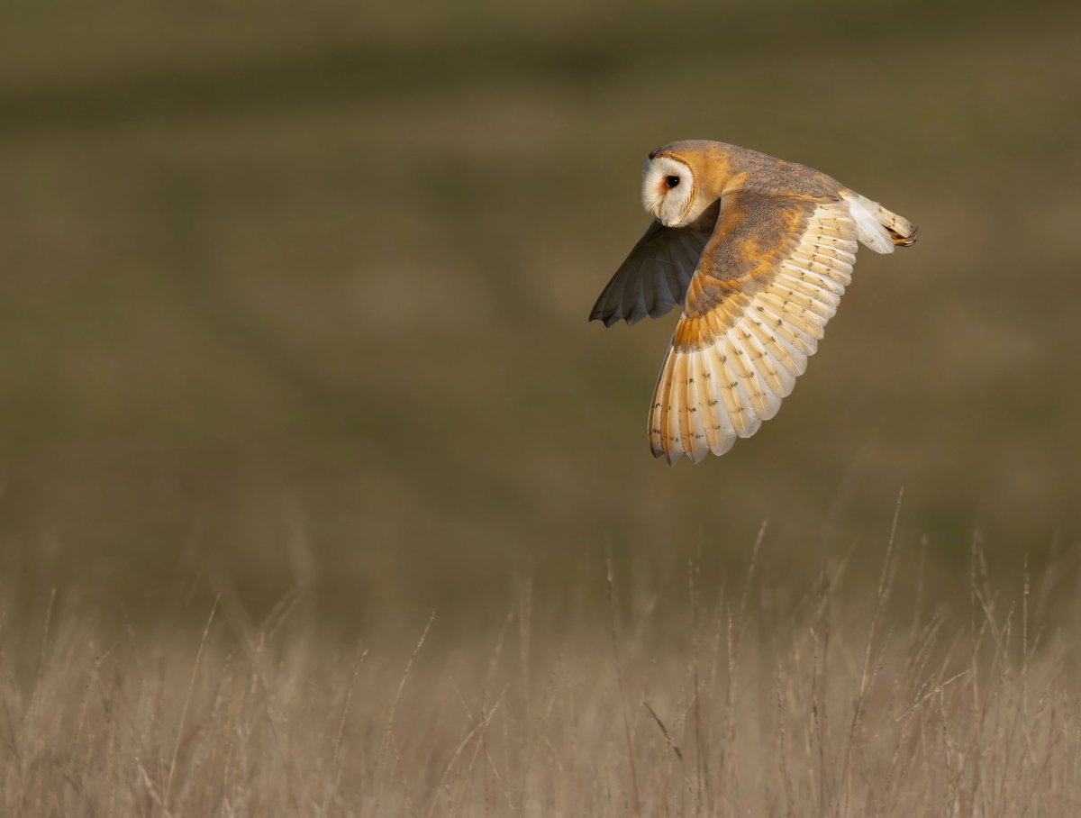 HugojWilson's tweet photo. A few recent owl pictures! https://t.co/nTuicMHtRT
