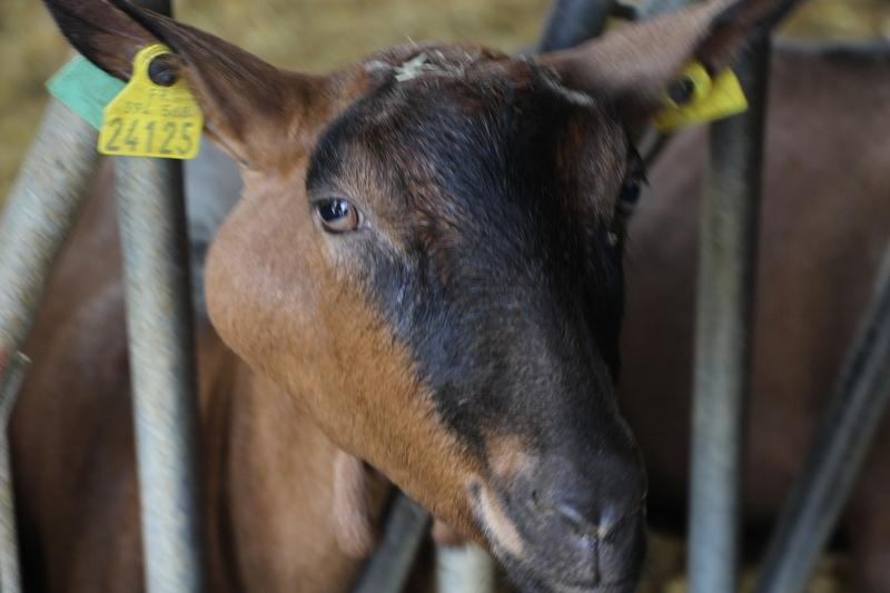 Très présents dans les élevages caprins, le Caev et la lymphadénite caséeuse se maîtrisent avec des mesures de biosécurité dlvr.it/TQDGs9