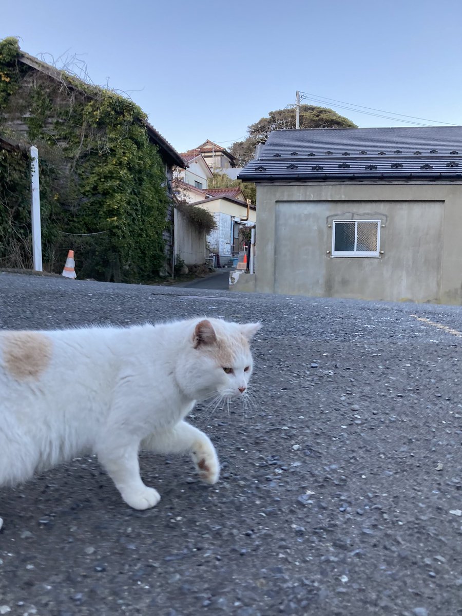 猫田 大阪】藤田 宏子(ふじた ひろこ)ブリーダー｜みんなの子猫ブリーダー