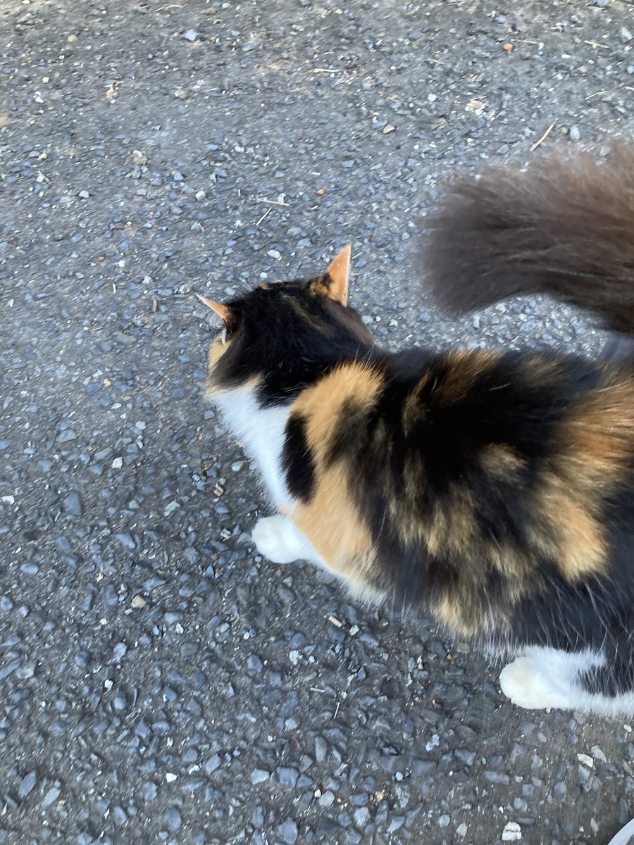 今夕の #仁斗田地区 #ポンプ置場 へ 今日も昨日と同じ場所で待っていた