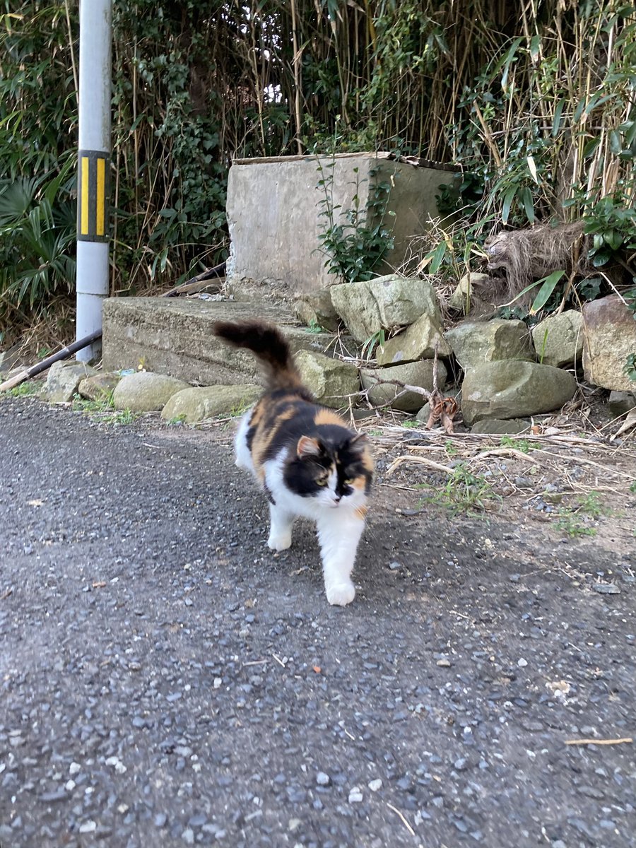 猫田 大阪】藤田 宏子(ふじた ひろこ)ブリーダー｜みんなの子猫ブリーダー