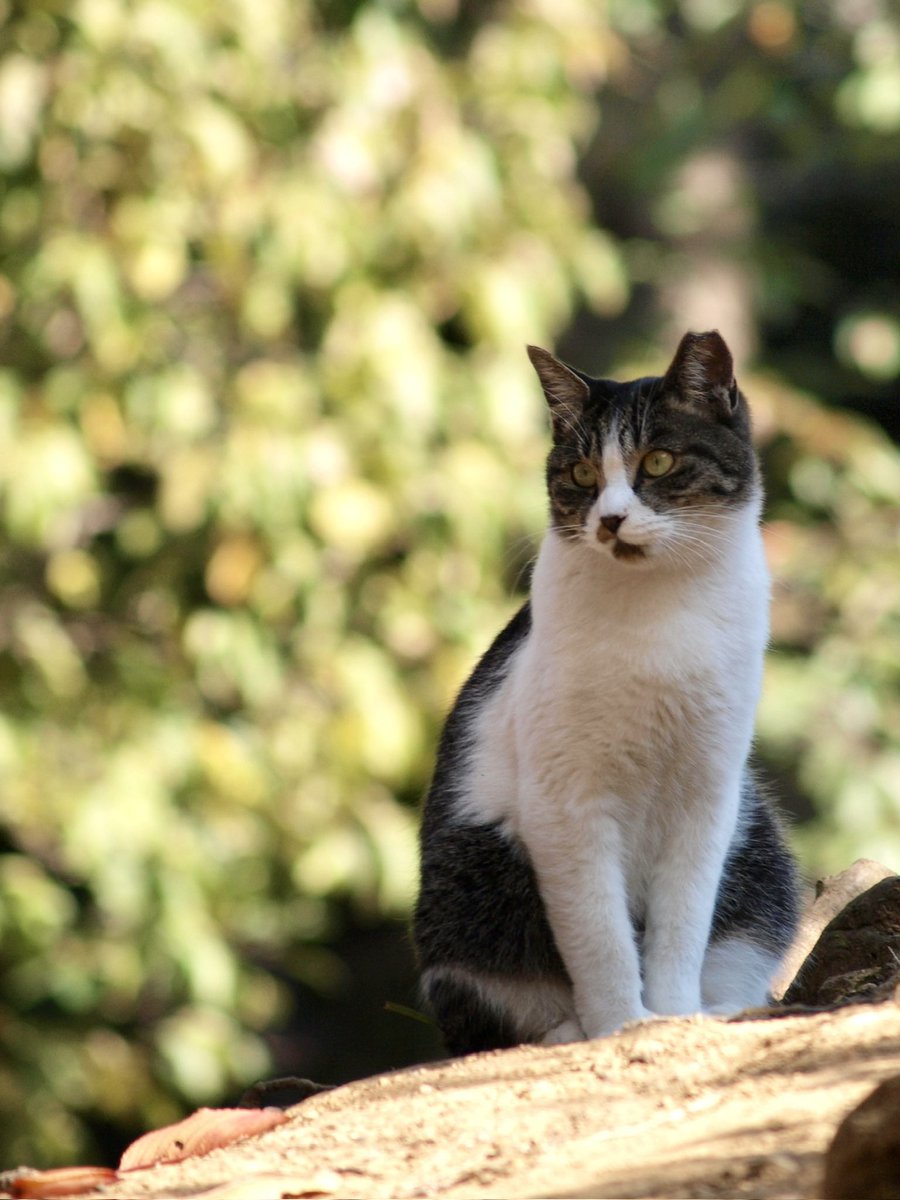 今日も1日お疲れ様ですฅ(*ΦωΦ*) ฅ

#猫写真
#僕らの居場所は言わにゃいで