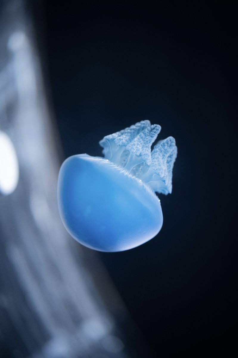 むぎ (@mugimugi_z) / Posts / X