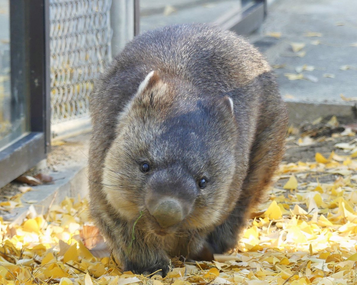 maru.ページ MARU さん 専用 maruさん専用 maru!さん専用 maruさん専用 レビュー