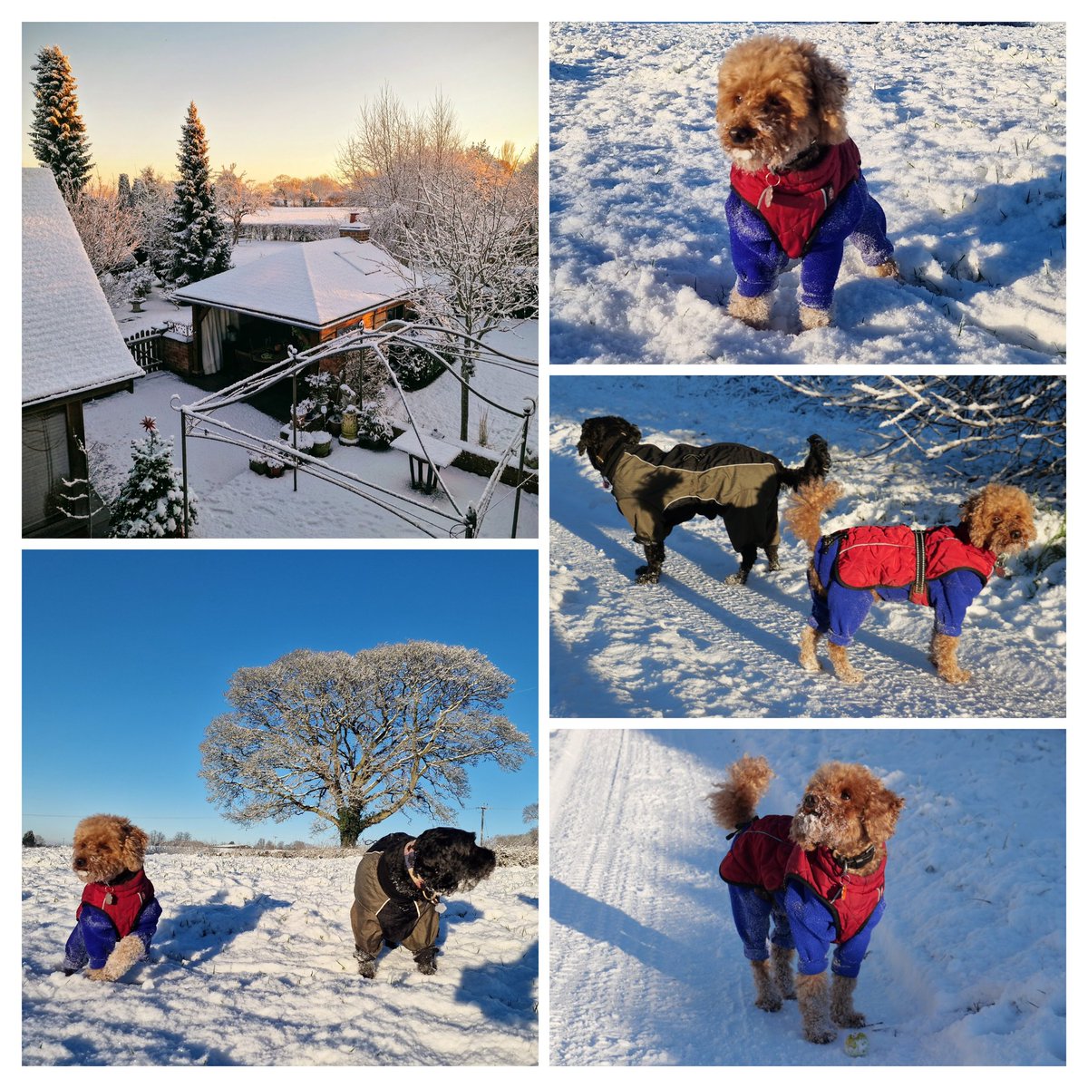 Poulters40's tweet photo. Lovely sun &amp; blue skies following the first snow of the winter! Although freezing temperatures, great to get out with the dogs, who loved to explore this winter landscape! ❄️🥶❄️ https://t.co/gjFUe2cCuV