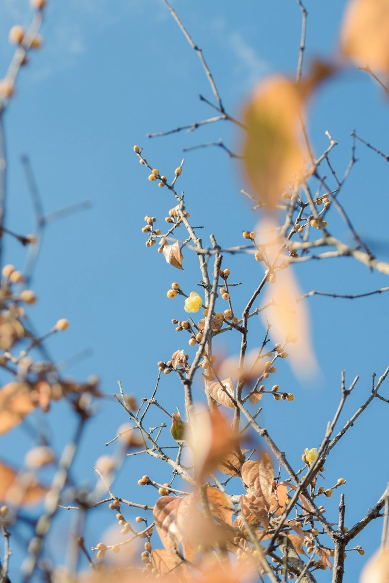 harerukitto's tweet image. #写真好きな人と繋がりたい #ファインダー越しの私の世界 #キリトリセカイ

好きな色