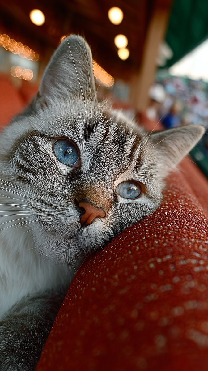 OnlyCatsTop's tweet image. 