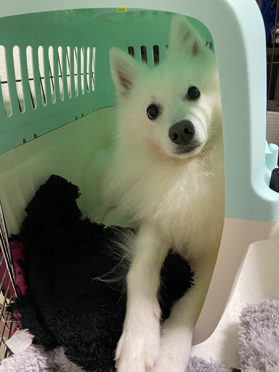 ロジちゃん 画像ギャラリー No.002 | 「ロボットガールズZ ONLINE」限定募集に「Z