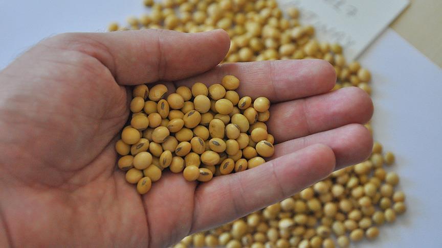 📌 Kıraç topraklarda verimi artıran 5 çeşit yerli soya tohumu geliştirildi.