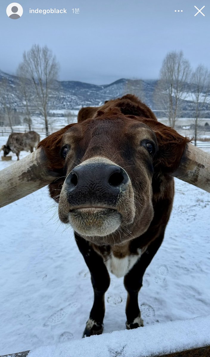 WHTM44's tweet image. 아니 루햄 이 소 진짜 좋았나 벌써 세 번째 올림ㅜㅋㅋㅋㅋㅋㅋ
귀엽긴 해