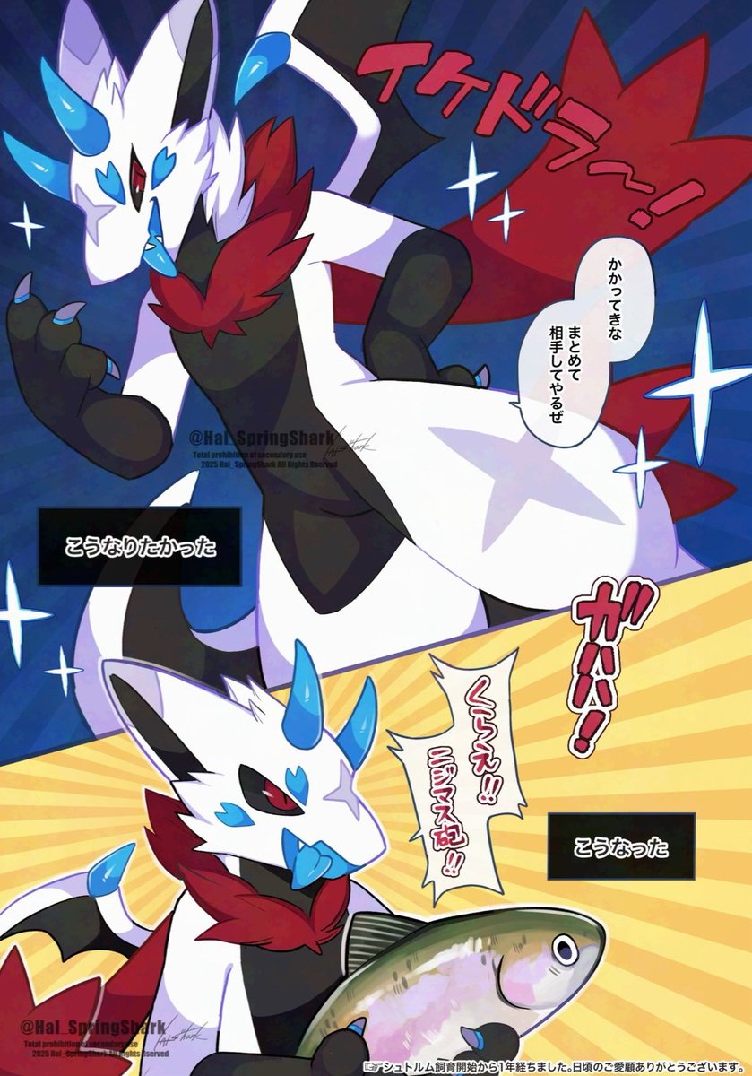 Hal_SpringShark's tweet image. ㊗️シュトルム飼育開始から1年経過㊗️