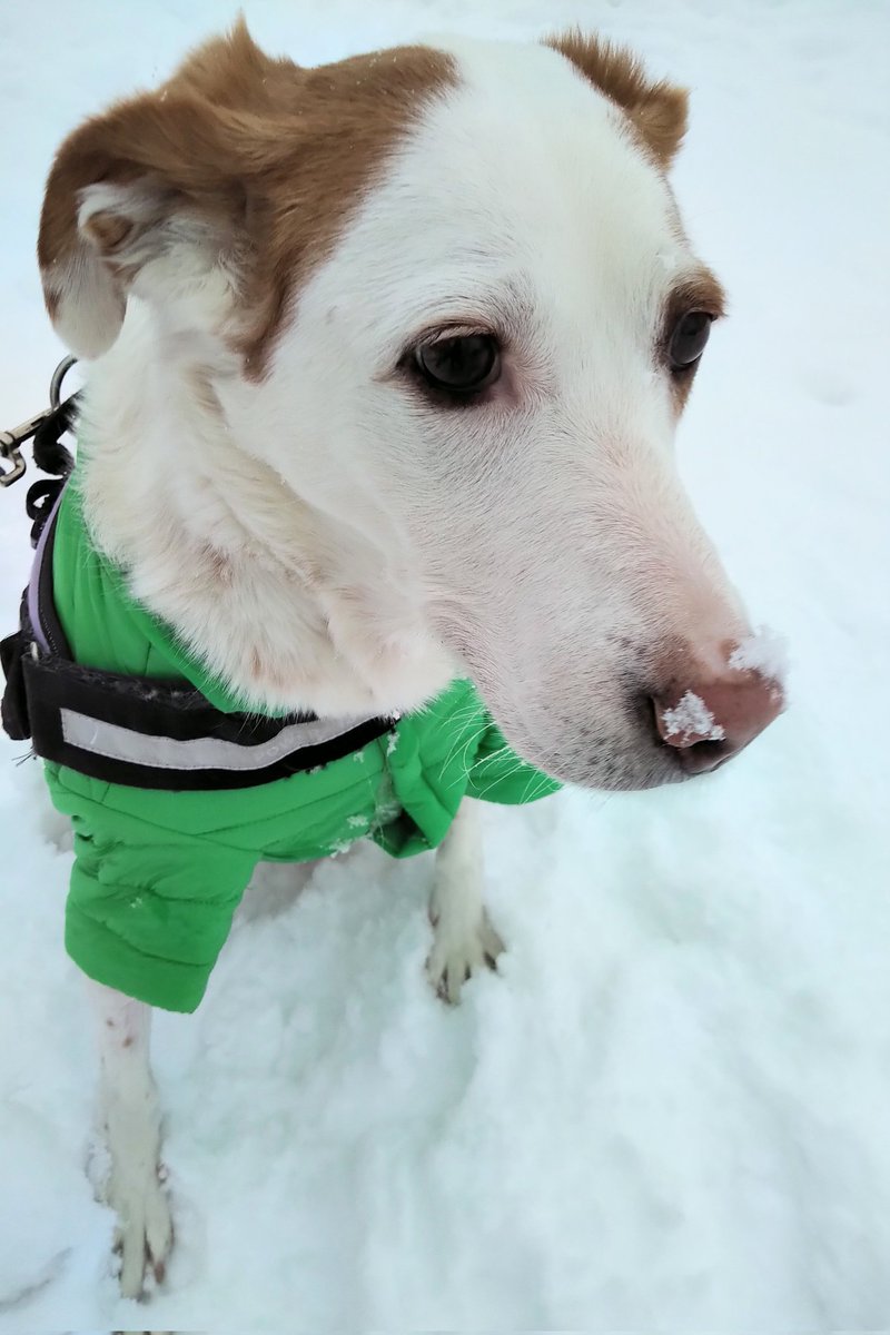 CanadianPenny1's tweet image. #ThrowbackThursday to a #CanadianPenny snow boop 💚