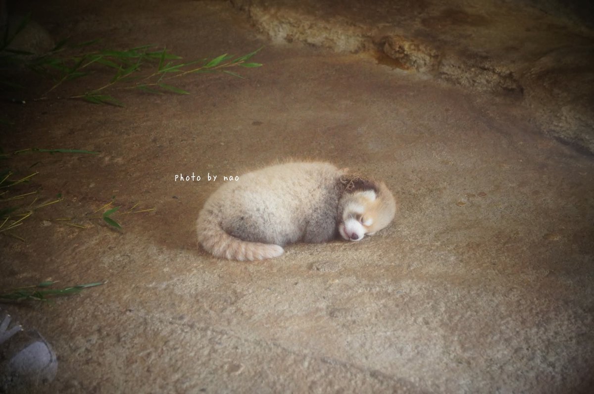 優花ママに連れてこられ置いていかれちゃう優砥(※ママがおおらかなだけで、育児放棄じゃないです)
#ポツン構図はいいぞ
#とべ動物園 #優砥
#レッサーパンダ