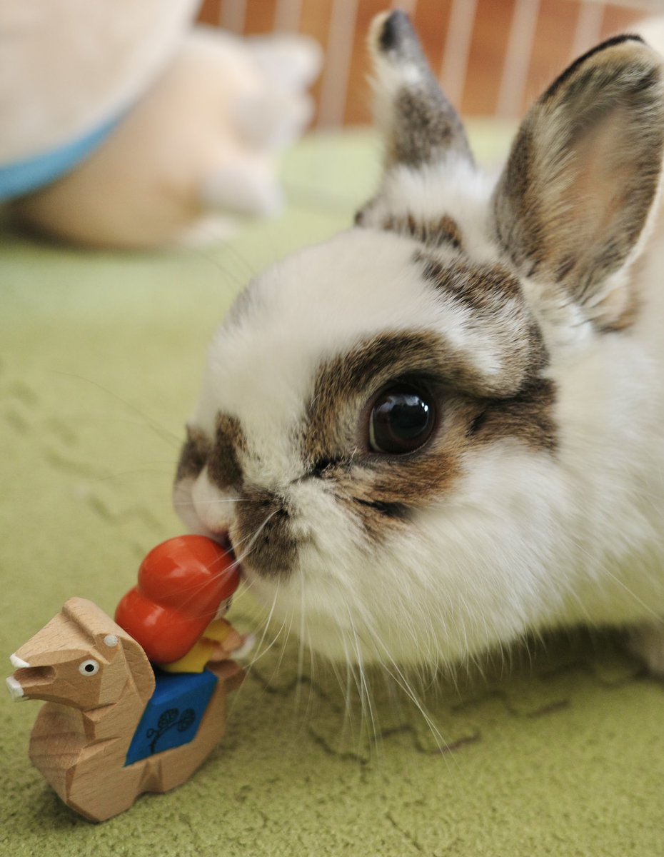 おもちうさぎ おもち🐰2代目うさぎ (@omochi_mochi_5) / Posts / X