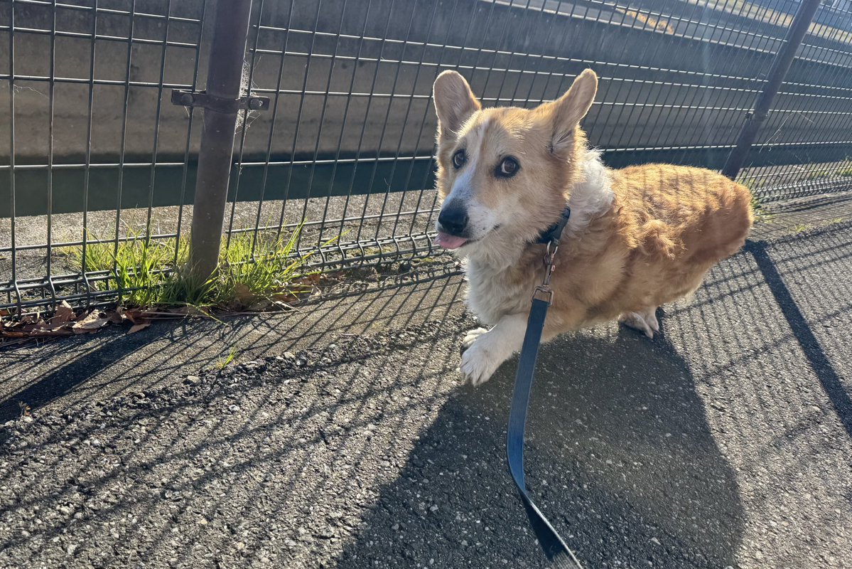 くくり罠で 苦しみ続けた ------------------------------ ワンコを助けるためにリンクからふるさと納税をお願いします  https://hubs.li/Q03hMhBx0 ------------------------------ #ピースワンコ #犬, image size:1199x800