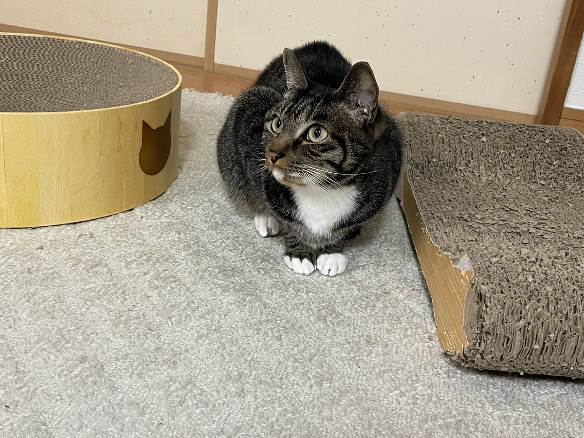 ツンデレ　チコちゃん tweet media