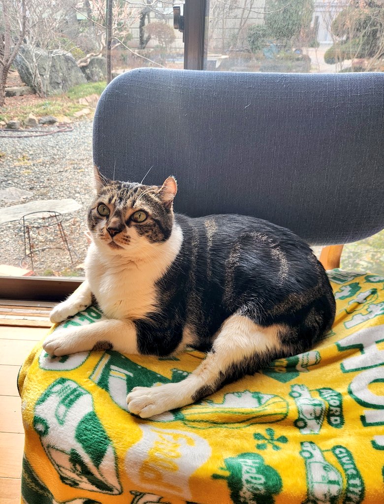 みてみて‼️
ムッチリした胸筋すごいでしょ😺
単なるポッチャリさんとは
ひと味違うんだなーー

(ポッチャリさんである事に
違いはないんだけどね💦)

#猫のいる暮らし𓏲𓎨