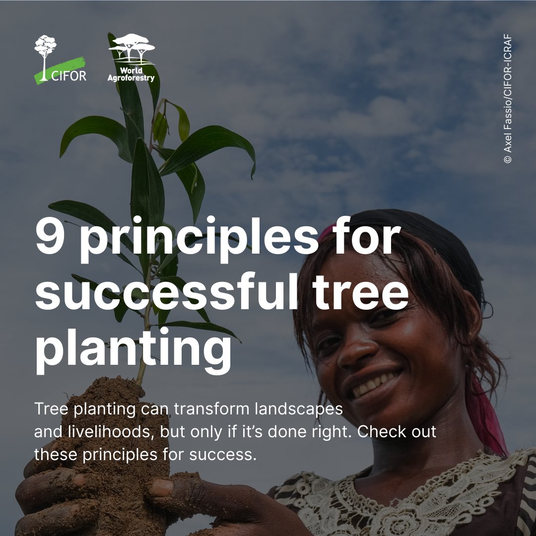 Tree planting has the power to transform lives and landscapes, but only if it’s done right.

These 9 principles highlight what it takes to make tree planting truly effective.

Explore them here: 👉 bit.ly/4pARasC

#TreesPeoplePlanet