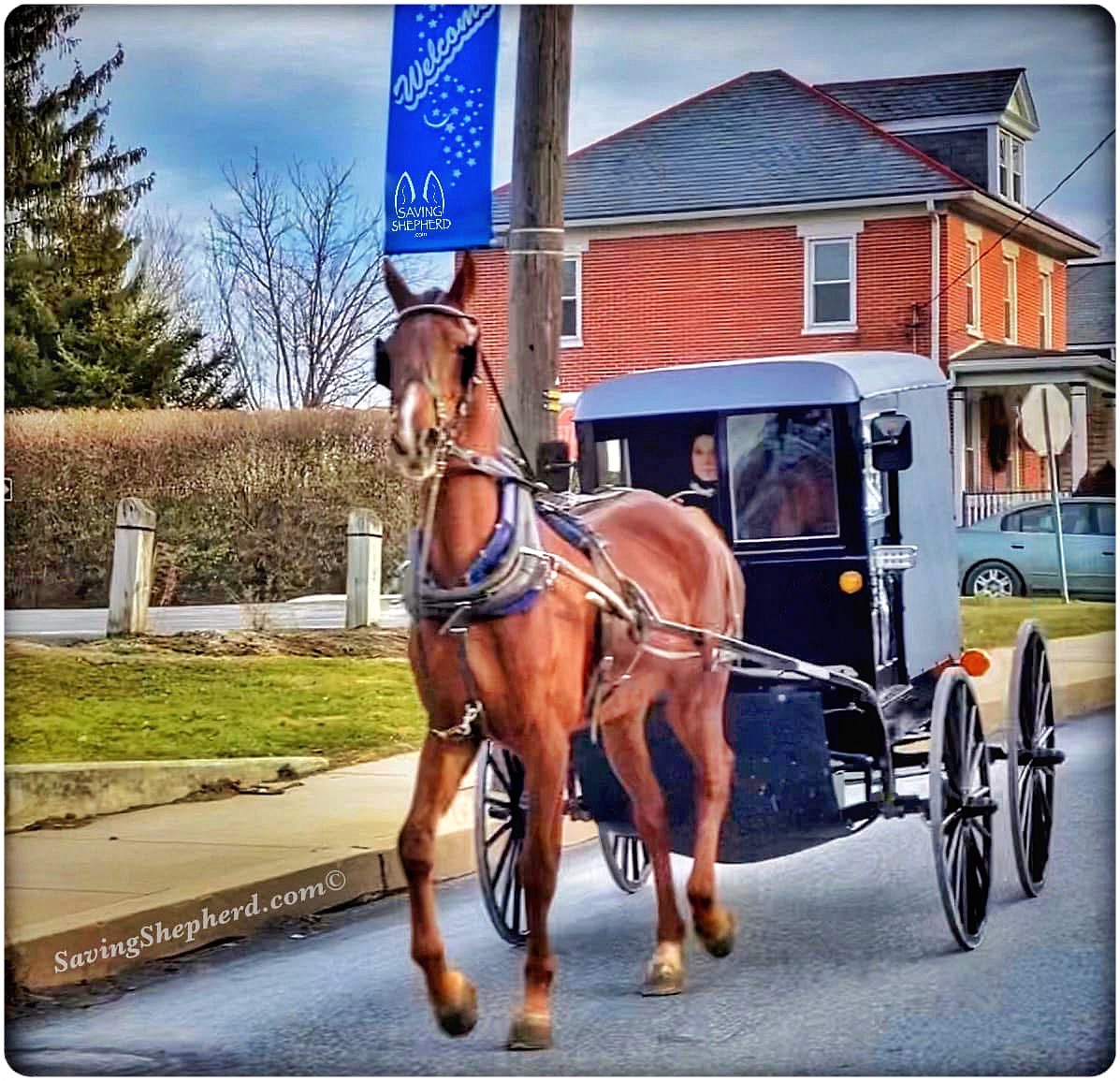 SavingShepherd's tweet image. “Lord, grant that I may always desire more than I can accomplish.” michelangelo

#inspiration #motivation #quoteoftheday #SavingShepherd #simplelife #photooftheday #work #passion #drive #quotes #savingshepherd #country #life #photography #picoftheday #horse #travel #pic #USA 🇺🇸