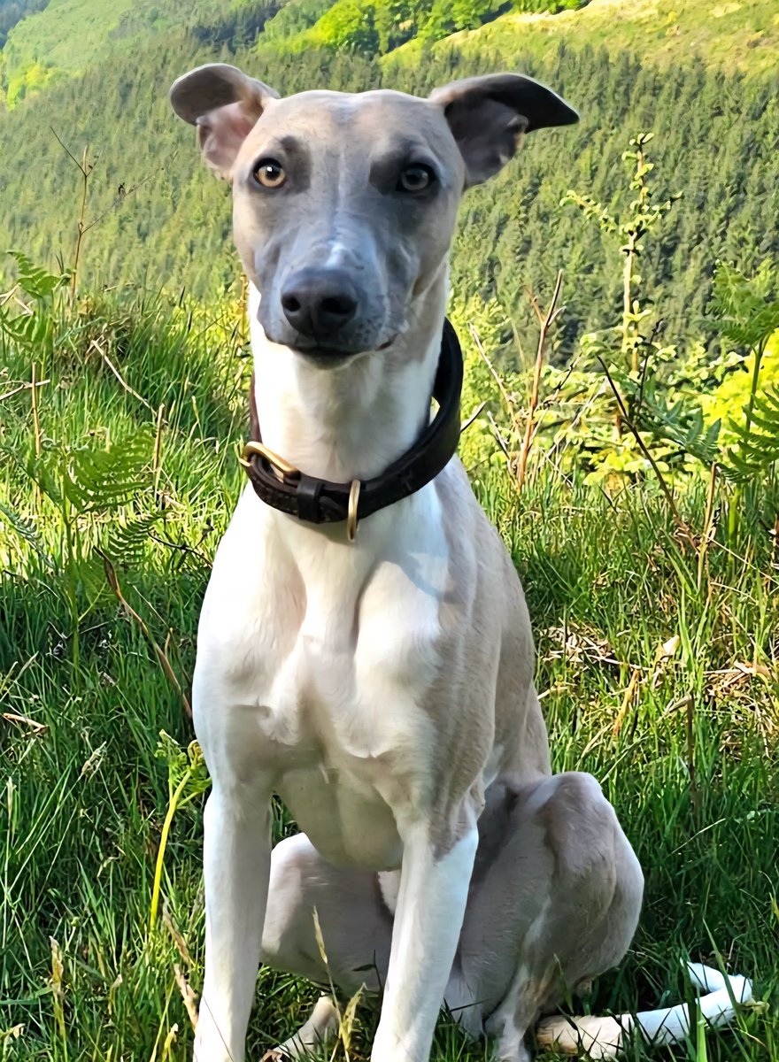 james_freeman__'s tweet image. Life is delicate, transient, and temporary!

I took my whippet for a walk yesterday, and like always, he ran around like a maniac chasing my other dog. But then he took a very nasty tumble, going over three times!

Around 2hrs later, his back legs gave way. He couldn't stand up…