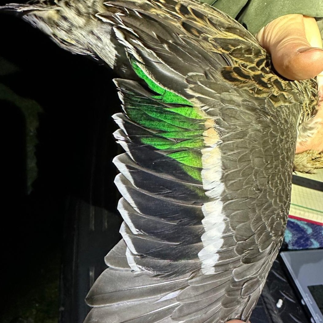 Waveney Bird Club tweet media