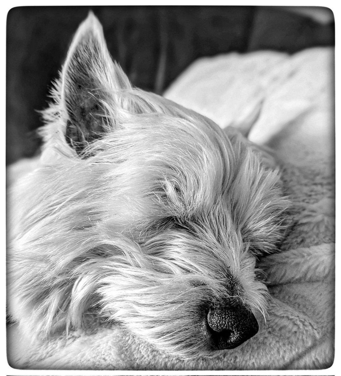 Freddie hasn't been well today &amp; had to have an emergency visit to his vet 
A few problems, all treatable ✨
He's sleeping now &amp; I will probably keep him quiet over the next few days 
I will always do my best by him 🥰
#Gentleness 🩵
#Ready4Freddie 💚🐶
#KeepGoing x⛅