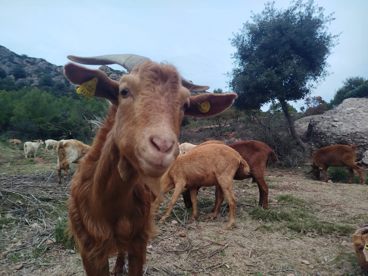 Maleïts pagesos, deixaré de menjar a veure si aprenen a no tallar carreteres!