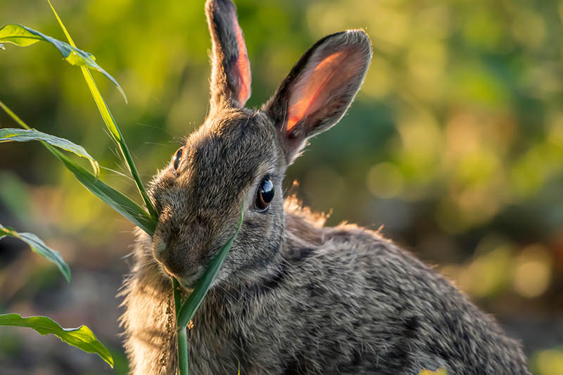 Gardeners_Path_'s tweet image. 13 Flowering Plants Rabbits Will Leave Alone - Bunnies chowing down on your plants? Grow rabbit-resistant flowering plants that they'd prefer to skip. gardenerspath.com/how-to/animals… #rabbits #gardenpests #gardening