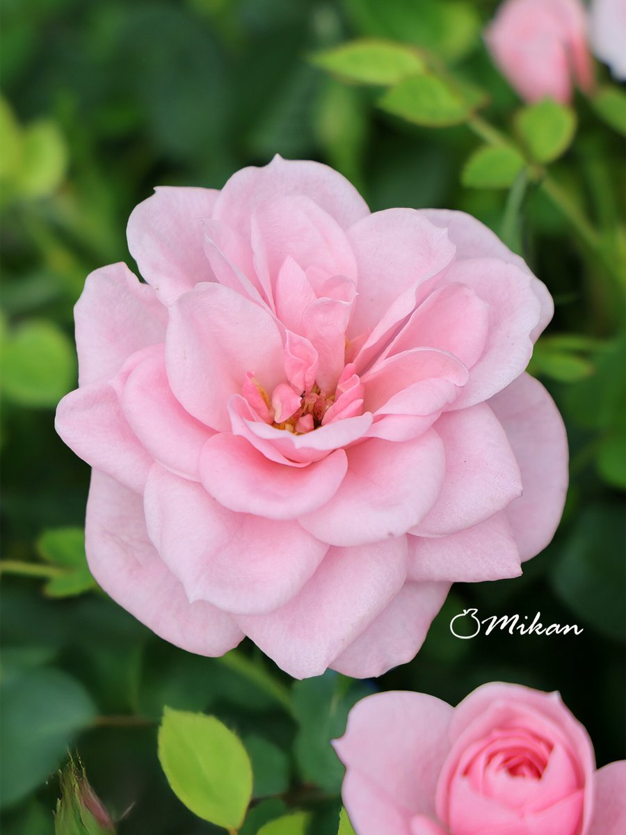 🍇 ゆゆまる ♋️ (@yuyumaru_718) / Posts / X