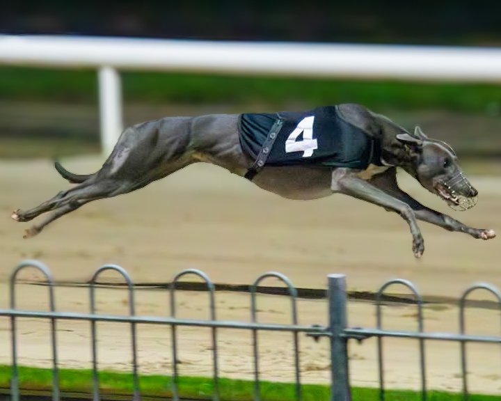 Glengar Martha Retires!

Trainer Pat Buckley confirmed to Ian Fortune that their brilliant lady has hung up her racing boots!

"Much like a fine wine, Glengar Martha aged with grace, seemingly improving with each month and the fact that she won the final four starts of her career