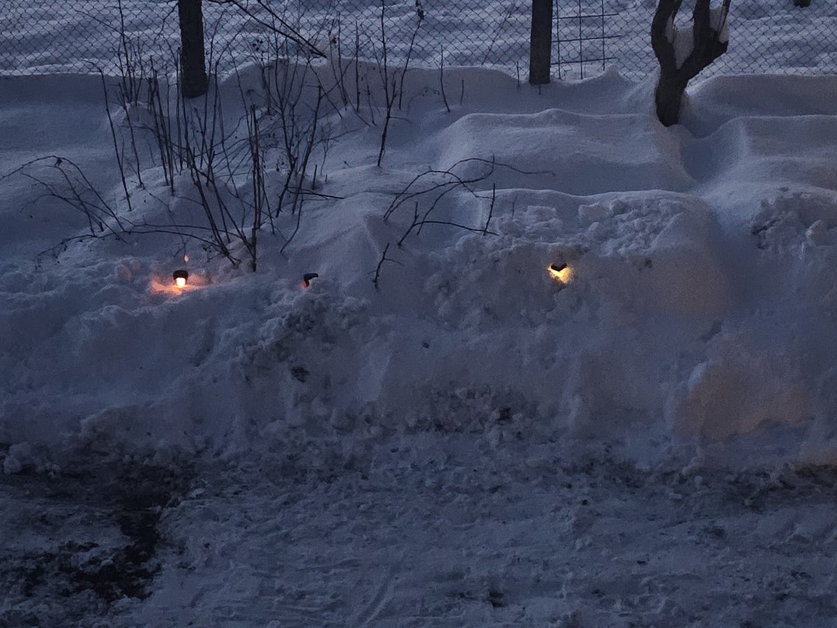 primedecho's tweet image. Bless you little solar lights 🤣 you'll be free soon