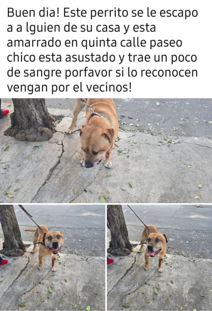 Yephte's tweet photo. @UCS_GCDMX necesito su apoyo para llevarse a un albergue al perro que esta amarrado en 5ta Cerrada de Paseo Chico, Col. Paseos de Taxqueña, lo amarraron los vecinos, porque atacó a otro perro. https://t.co/4HmhGbp8fd