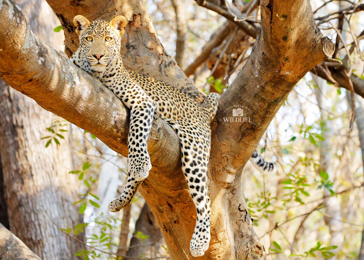 Unconditional Wildlife tweet media